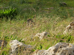 Andropogon distachyos
