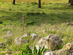 Andropogon distachyos