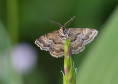 Emmiltis pygmaearia