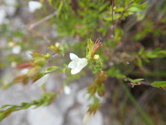 Prismatocarpus schlechteri