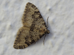 Nebula ibericata
