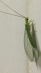 Plesiochrysa ramburi