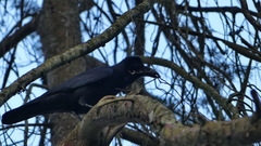 Corvus macrorhynchos