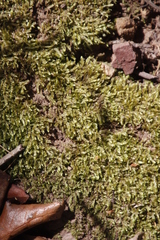 Catagonium nitens nitens