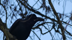 Corvus macrorhynchos