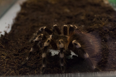 Acanthoscurria geniculata