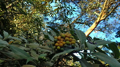 Solanum mauritianum