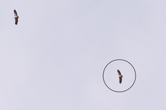Gyps fulvus