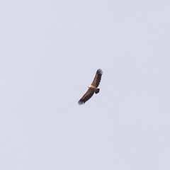 Gyps fulvus