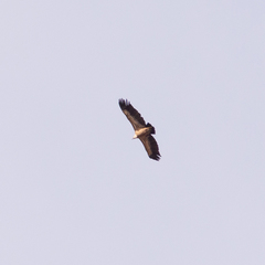 Gyps fulvus
