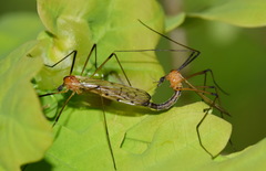 Limonia nigropunctata