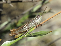 Euchorthippus chopardi