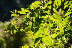 Bridelia tomentosa