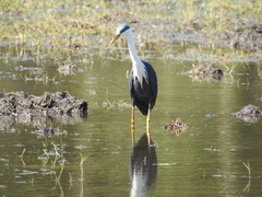 Egretta picata
