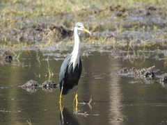 Egretta picata