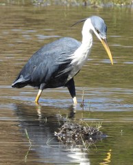 Egretta picata