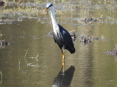 Egretta picata