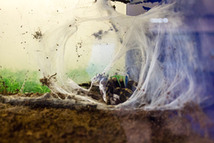 Poecilotheria subfusca