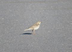Anthus rubescens japonicus