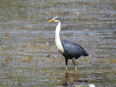 Egretta picata