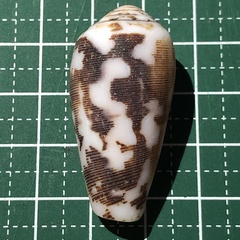 Conus striatus