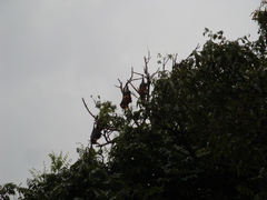 Pteropus poliocephalus