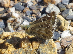 Pyrgus onopordi