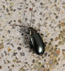 Phyllotreta nigripes