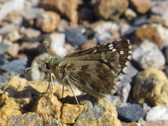 Pyrgus onopordi