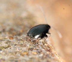 Phyllotreta nigripes