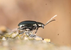Phyllotreta nigripes
