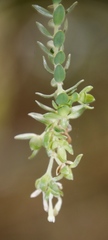 Gnidia sericea