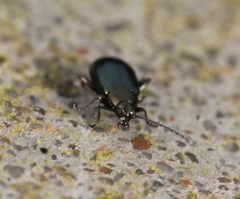 Phyllotreta nigripes