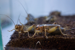 Gryllus assimilis