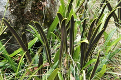 Elaphoglossum mathewsii