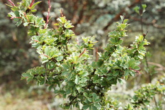 Berberis lutea