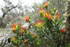Tristerix longibracteatus