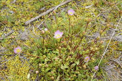 Gentianella uberula
