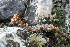 Sedum reniforme