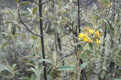 Gynoxys oleifolia