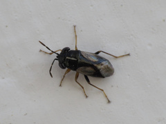 Geocoris lineolus