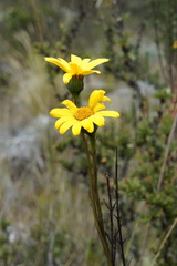 Dorobaea laciniata