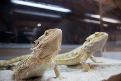 Pogona vitticeps