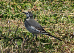 Motacilla alba lugens