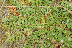 Hypseocharis pimpinellifolia