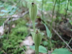 Liparis liliifolia
