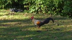 Gallus sonneratii