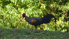 Gallus sonneratii