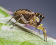 Salticidae