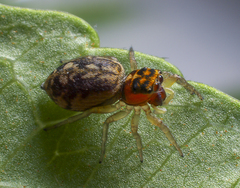 Salticidae